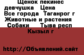 Щенок пекинес девчушка › Цена ­ 2 500 - Все города, Таганрог г. Животные и растения » Собаки   . Тыва респ.,Кызыл г.